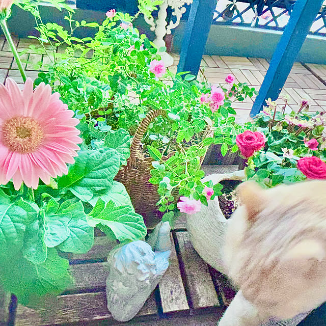 naokoさんの部屋