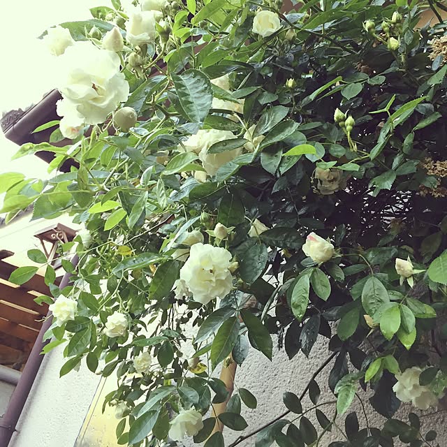 moririnさんの実例写真