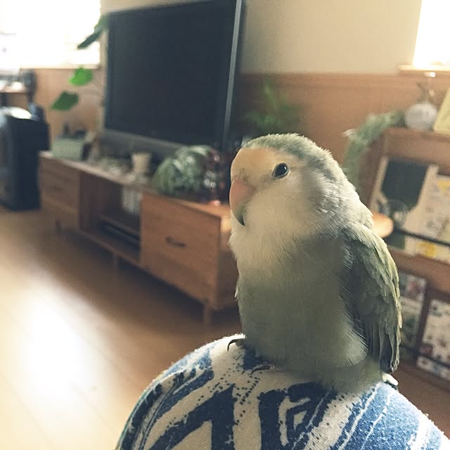 kaotanさんの実例写真