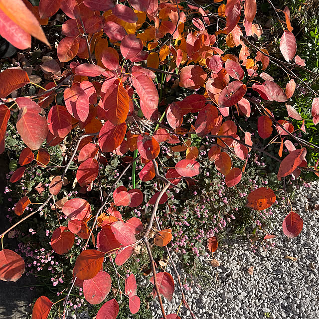 ronronさんの部屋