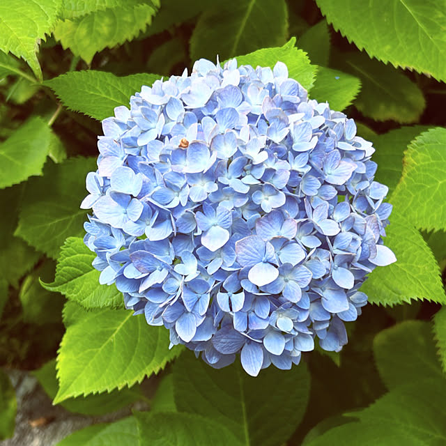hanaさんの実例写真