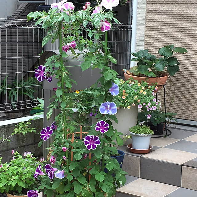 a_yumiさんの実例写真