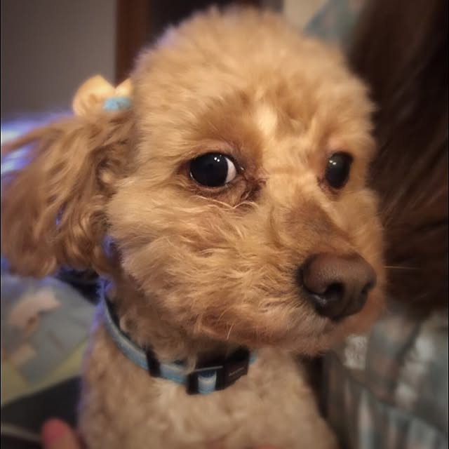 mintさんの実例写真