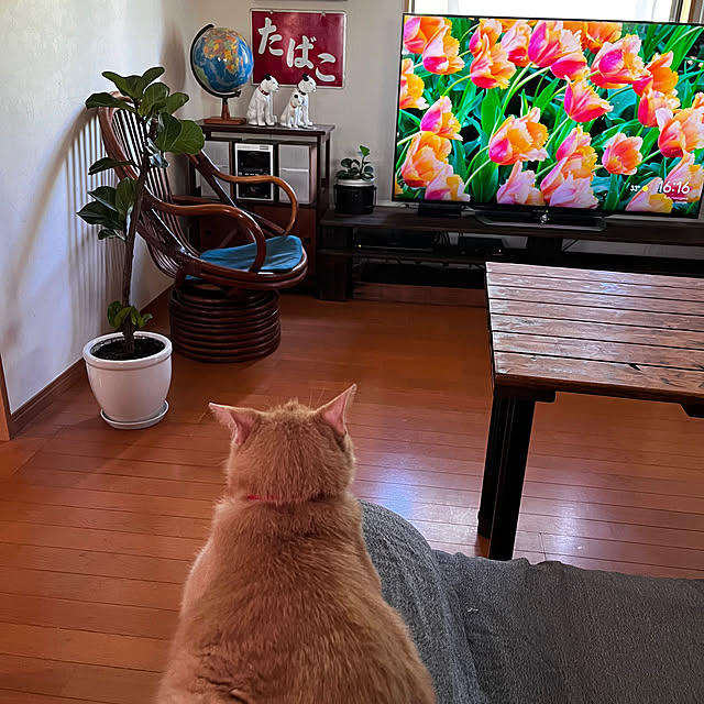 mikan161さんの実例写真