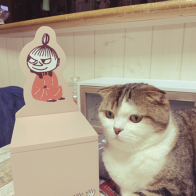 CATさんの実例写真