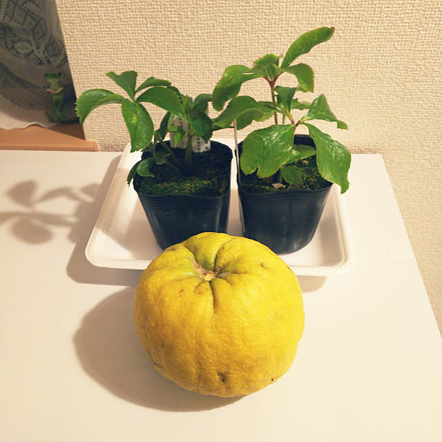 mmpoohさんの実例写真