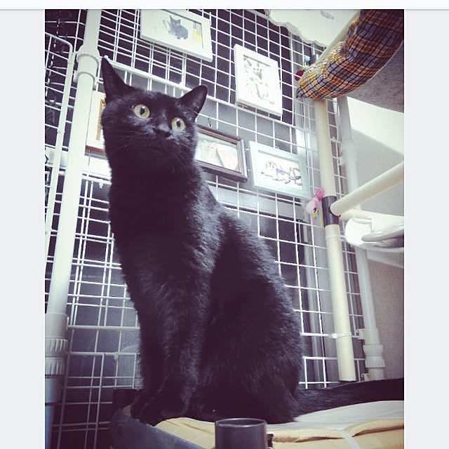 mntcさんの実例写真