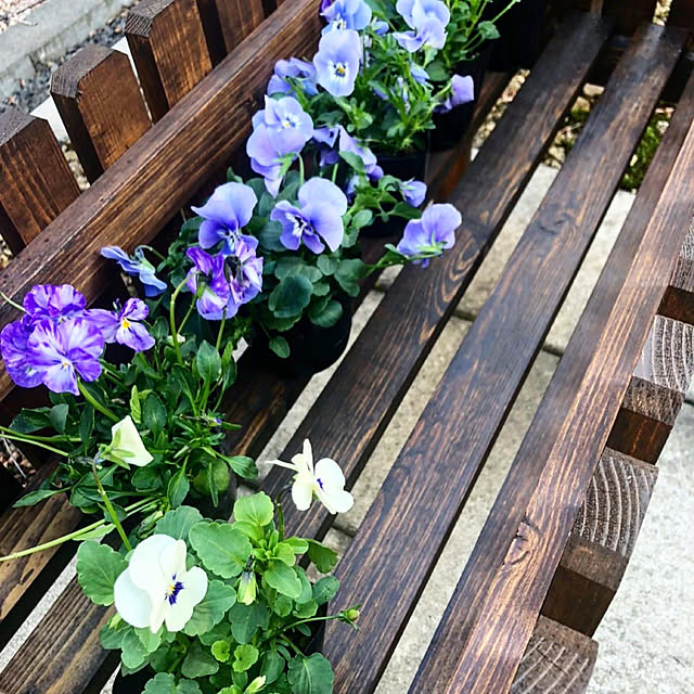 お花のある暮らし/寄せ植え/ホワイトインテリア/ホワイト/ホワイト好き...などのインテリア実例 - 2021-05-06 18:12:21