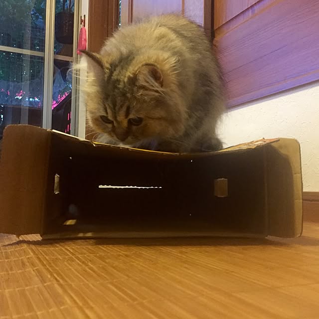 butachanさんの実例写真