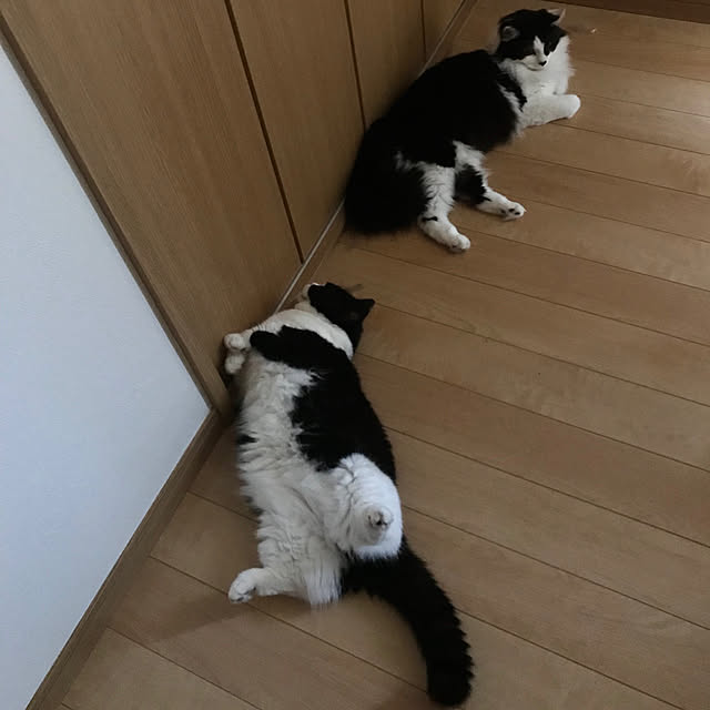 butachanさんの実例写真