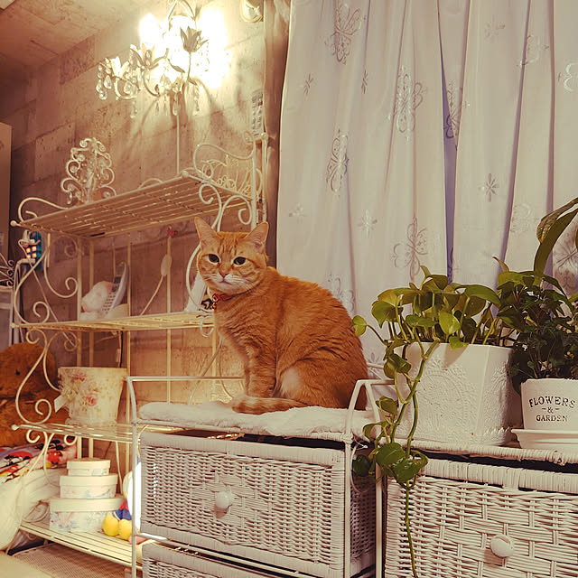 asuminさんの実例写真