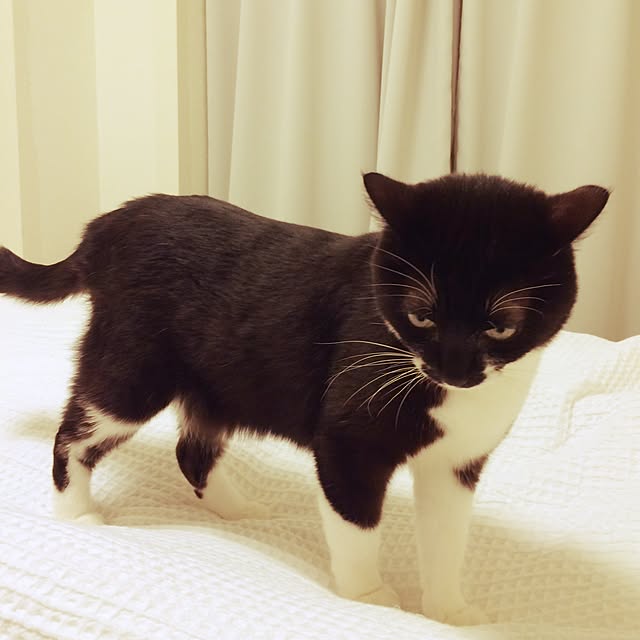 maimaimさんの実例写真
