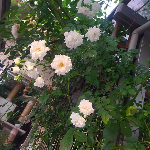 butachanさんの実例写真