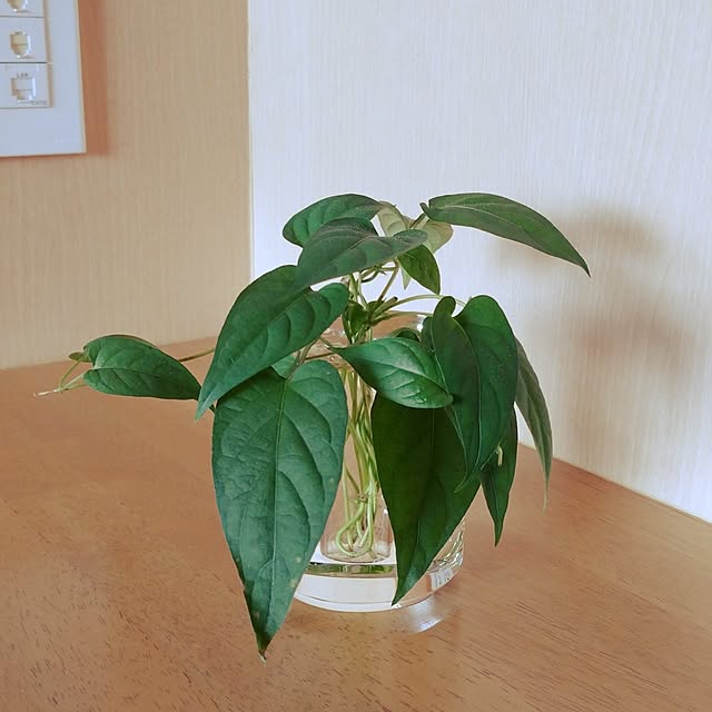 72chocoさんの実例写真