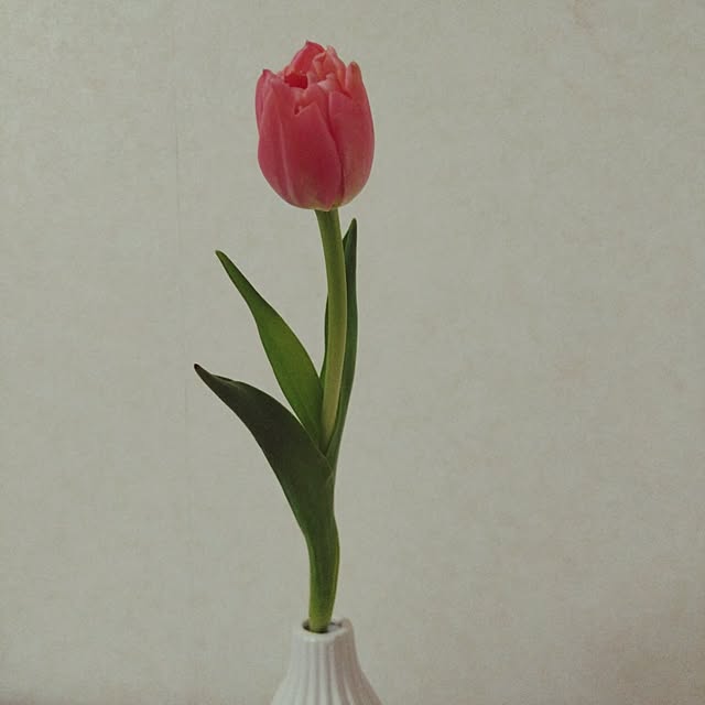 jkabmymycatさんの実例写真