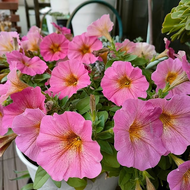 VERANDARJUNさんの実例写真
