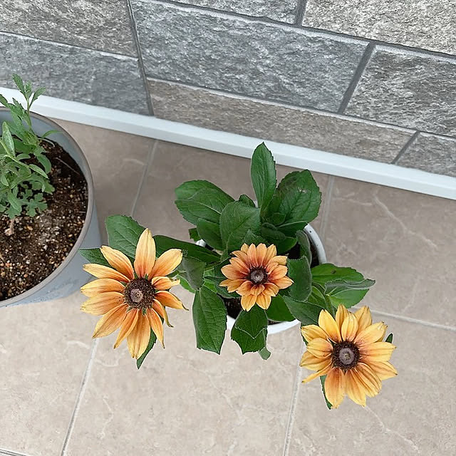 miyu39さんの部屋