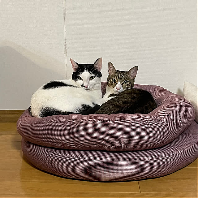 nobikoさんの部屋