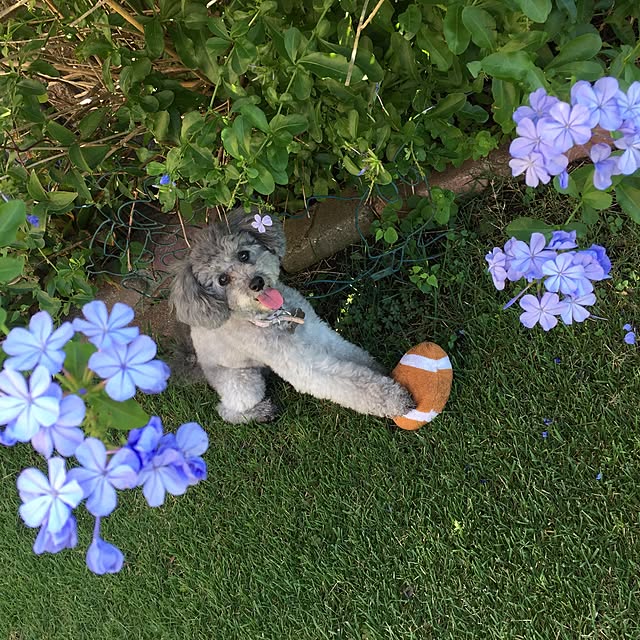 mom39さんの実例写真