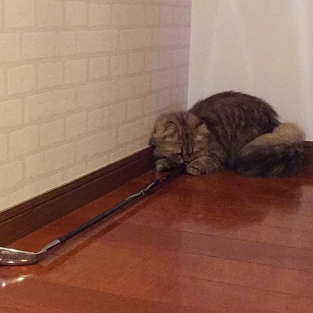 butachanさんの実例写真
