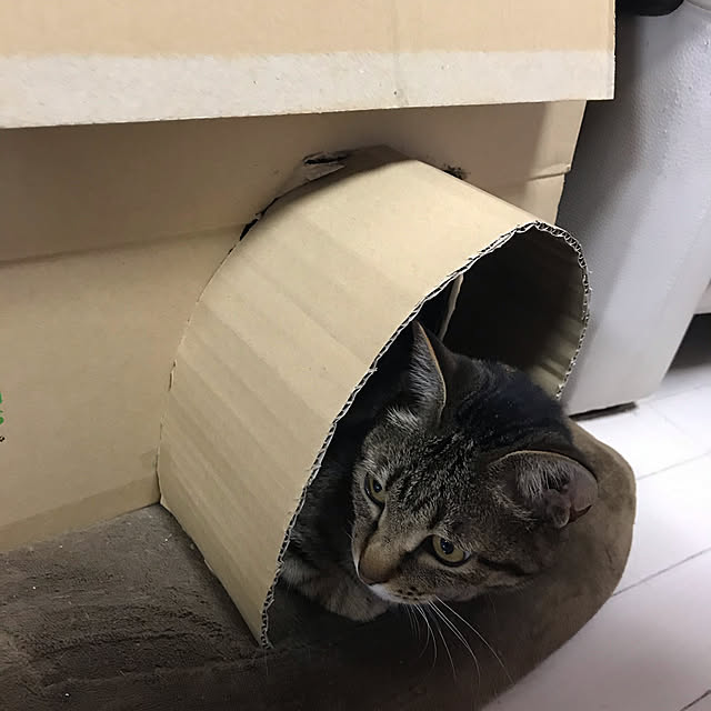 daifukumotiさんの実例写真