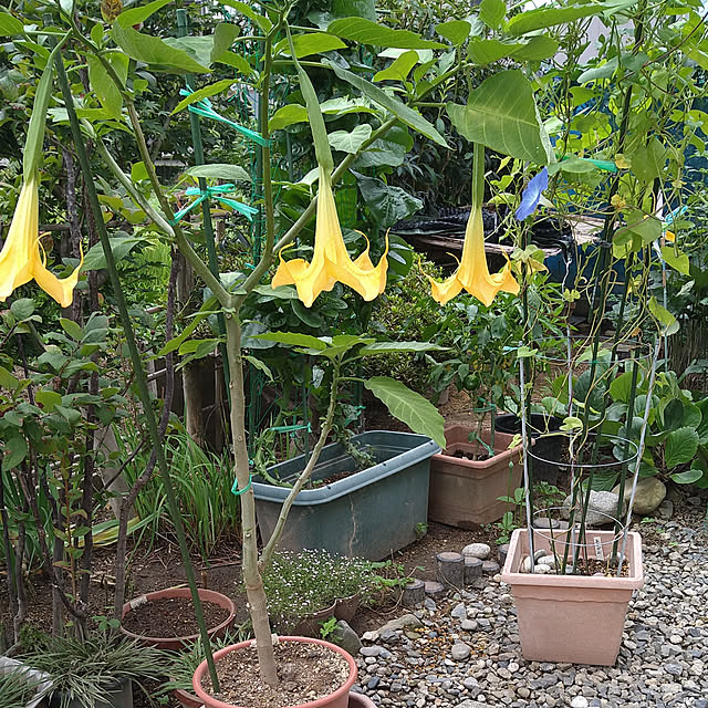 ameamekaasanさんの実例写真