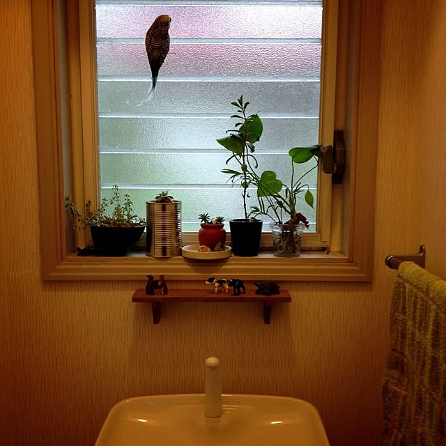alcalinekoさんの実例写真