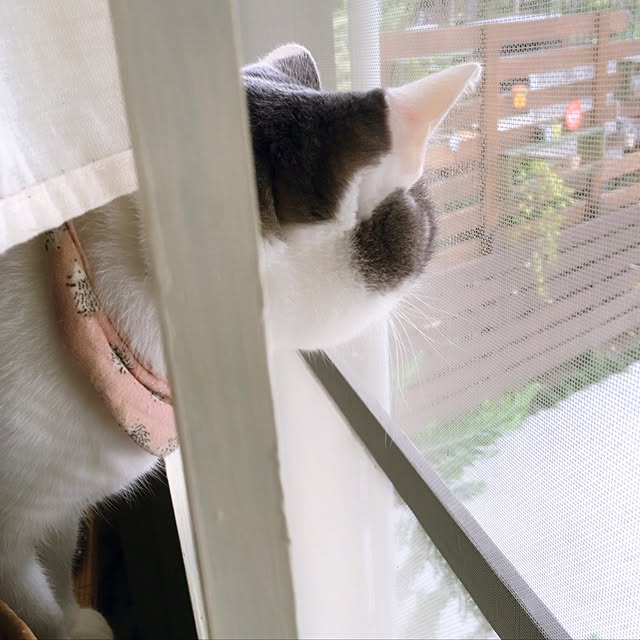 mintcatさんの実例写真