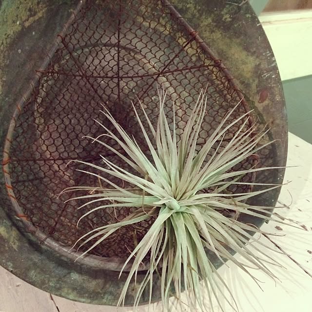 机/アンティーク/植物のインテリア実例 - 2015-01-08 15:32:52