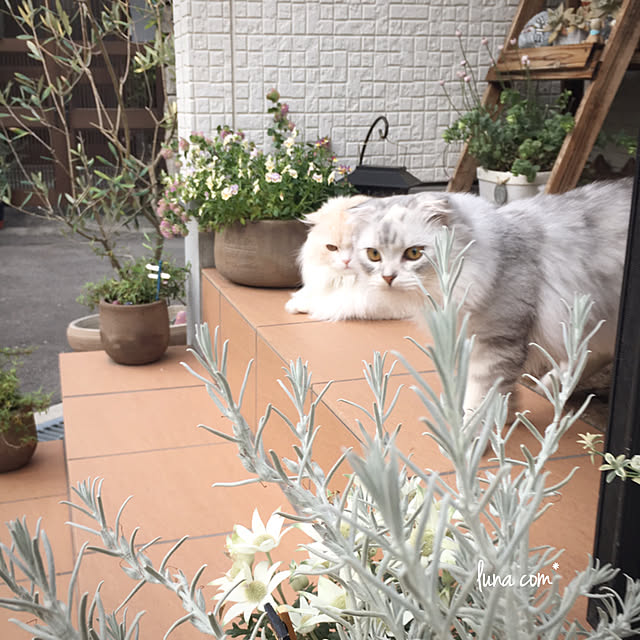 luna.comさんの実例写真