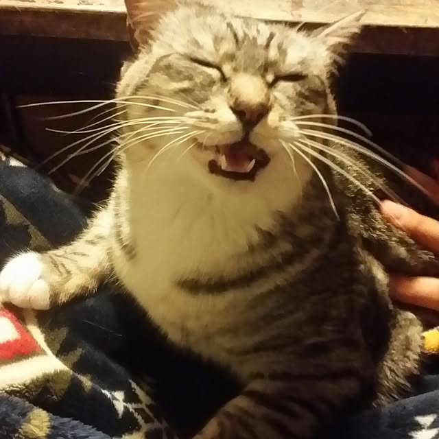 annさんの実例写真