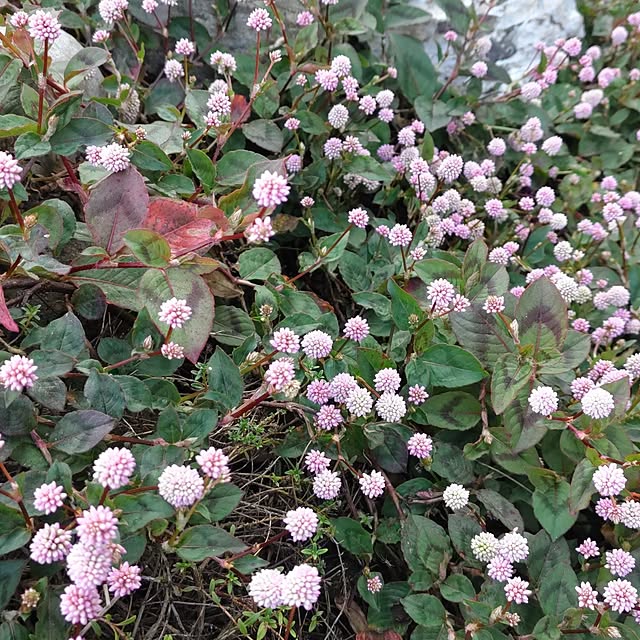 salacocoさんの部屋