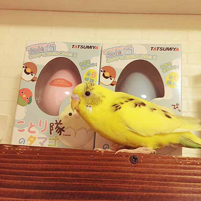 oniyomeさんの実例写真