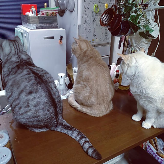mntcさんの実例写真