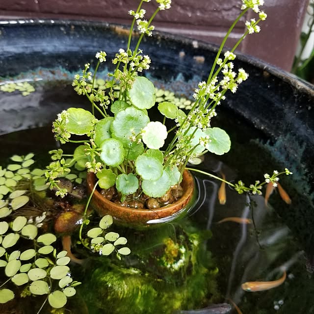 midoriさんの部屋