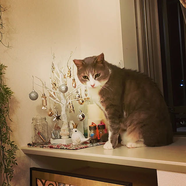 Yoko622さんの実例写真