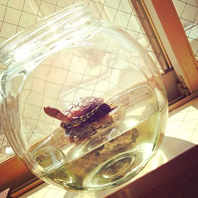 kinoko8oさんの実例写真