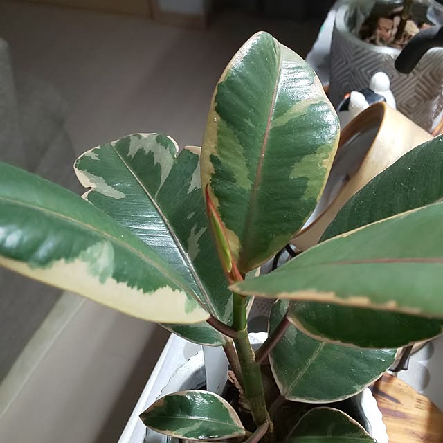 KOHAKUさんの部屋