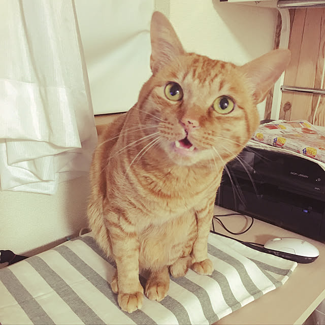 kinokoさんの実例写真