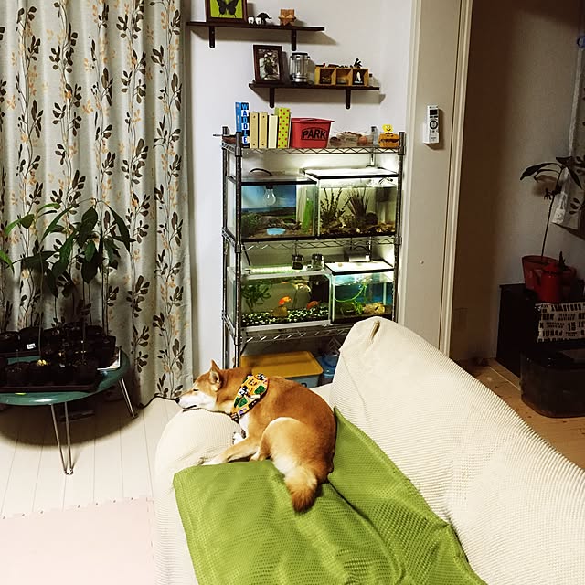 mizutamaさんの実例写真