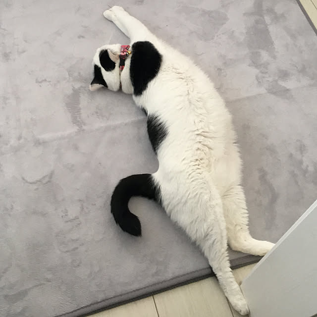 kaon.さんの実例写真