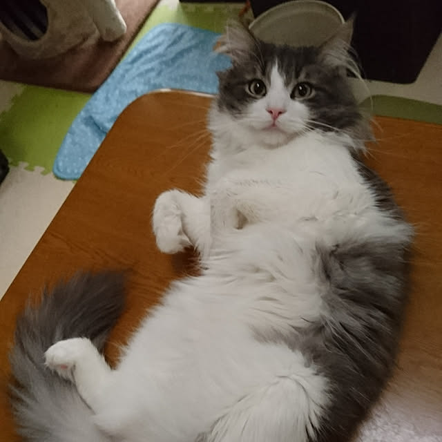 shinobuさんの実例写真