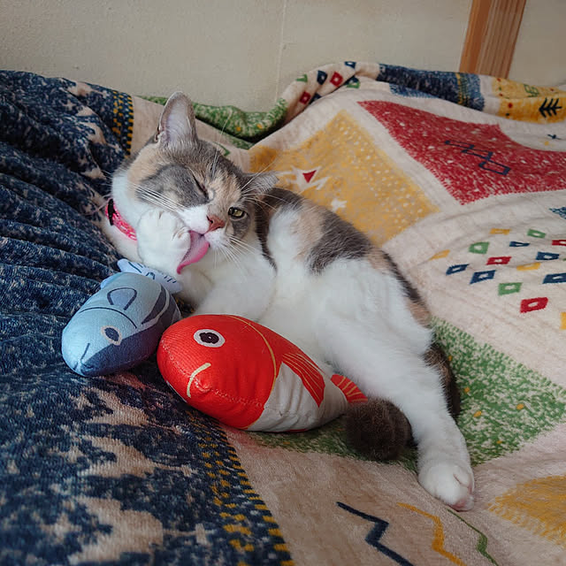 fukuさんの実例写真