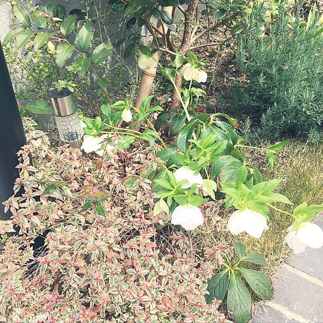 lys.さんの実例写真