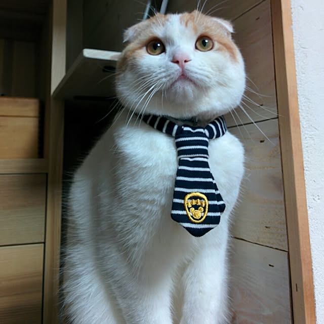 HARACHINさんの実例写真