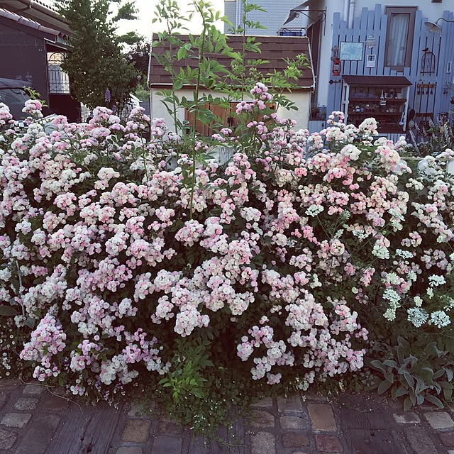 yuimokochanさんの実例写真