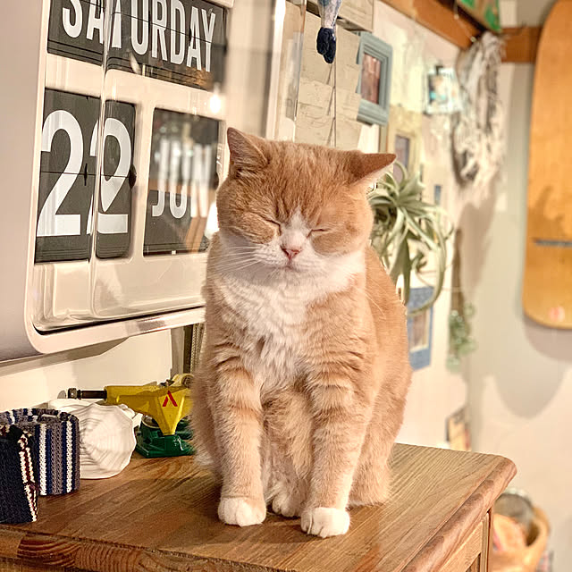 maruさんの実例写真