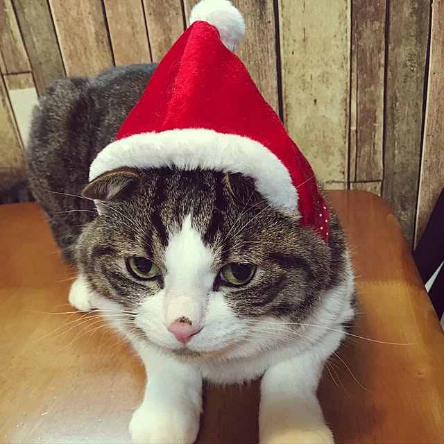 Rumiさんの実例写真