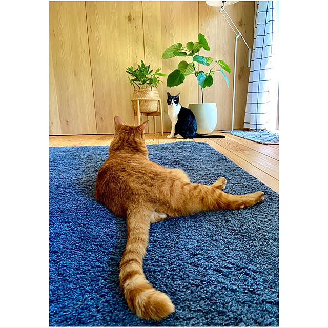 pooさんの実例写真
