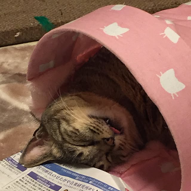 kijitoraさんの実例写真
